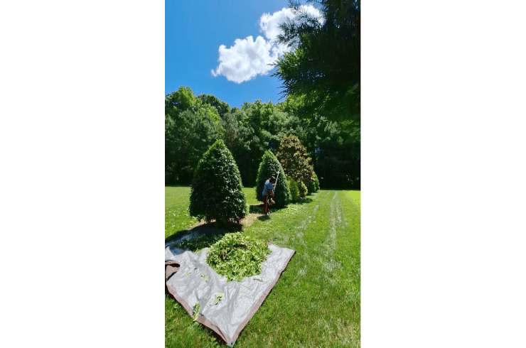 VD Landscaping